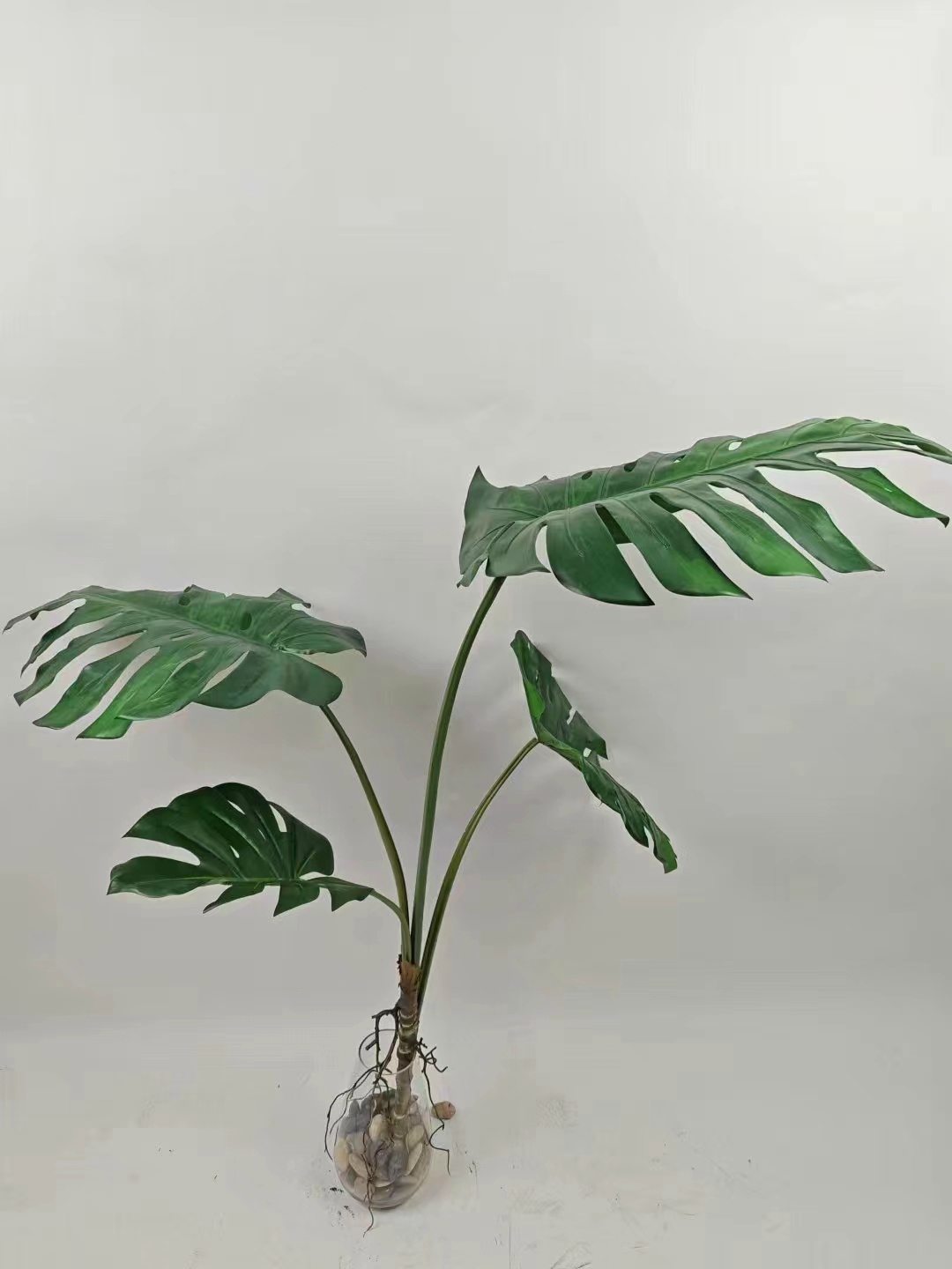 Paquete de Monstera de 4 hojas, número 63.