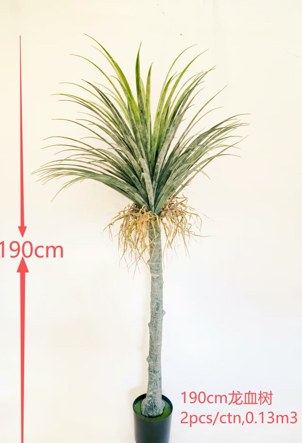 75"龙血铁树