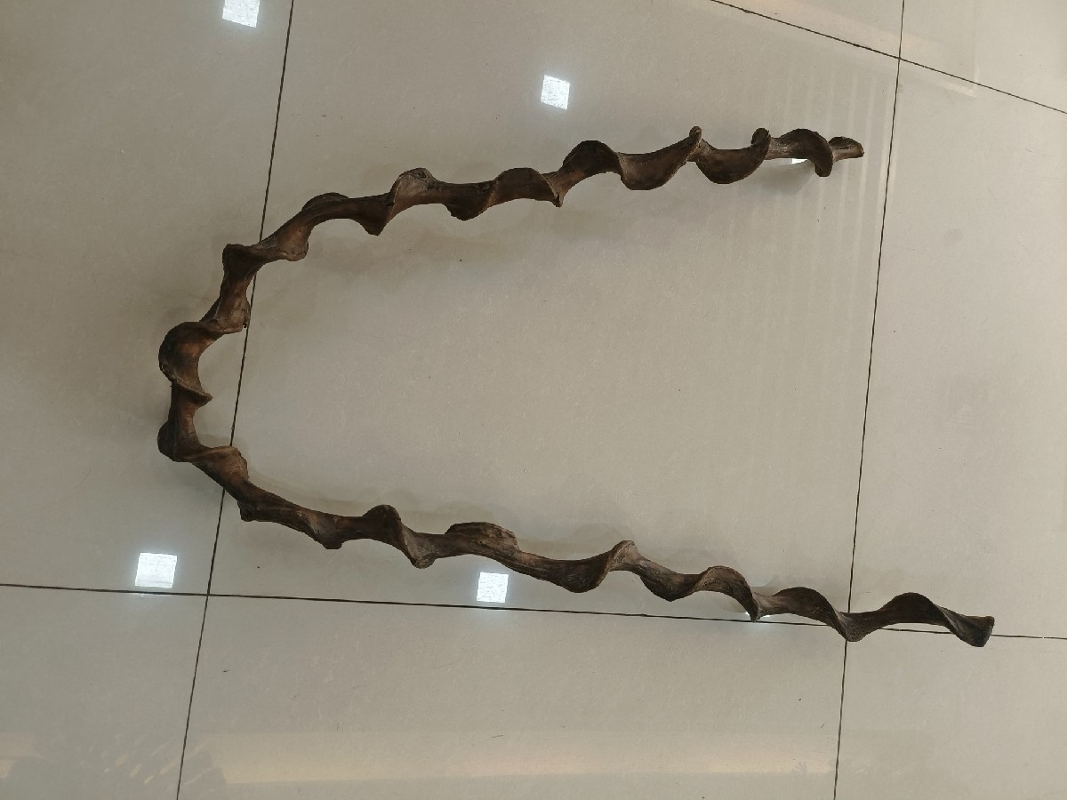 70" Snake Bean Vine Fine Ripple