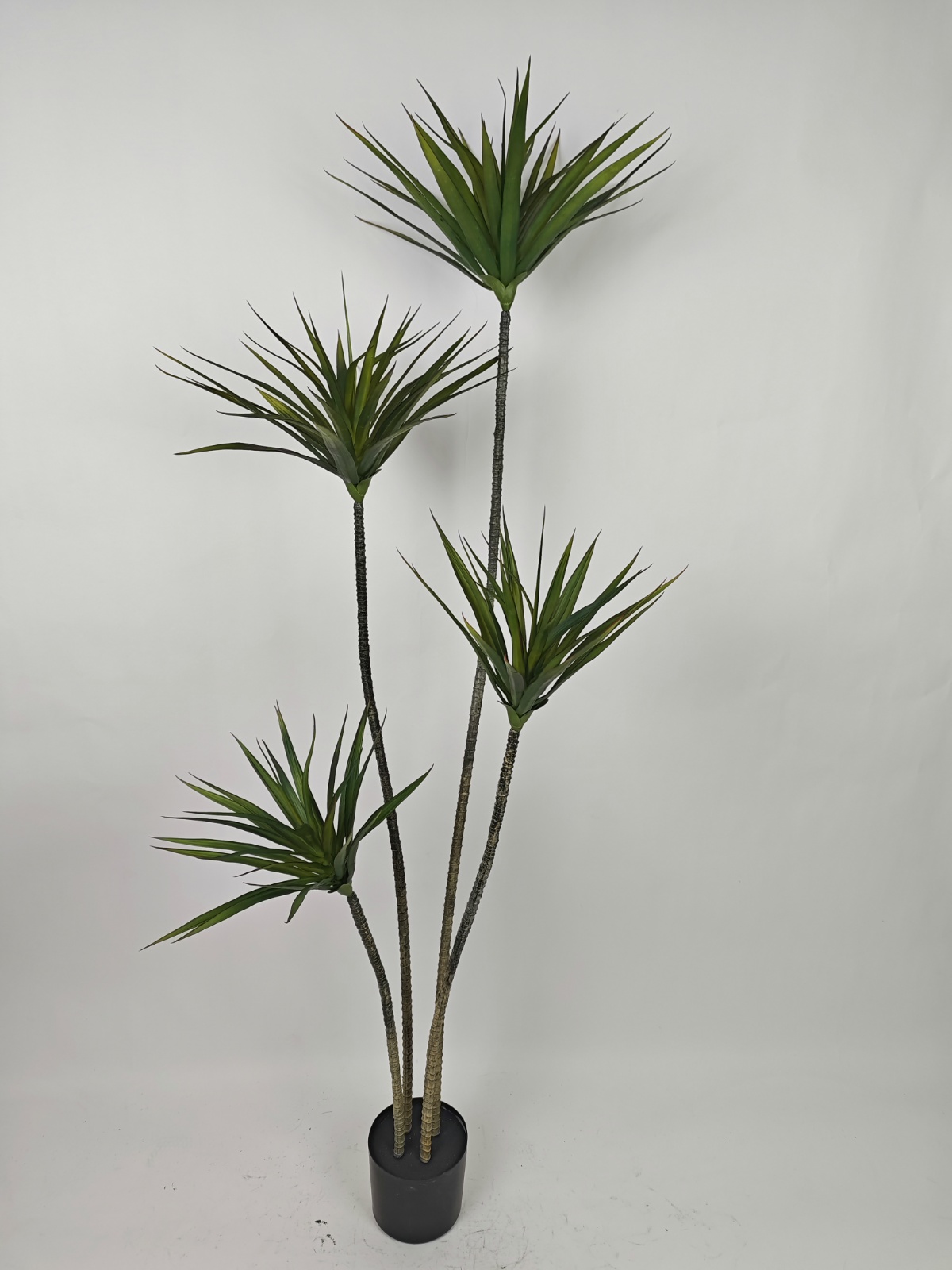 Dracaena de 70 pulgadas, con cuatro tallos.